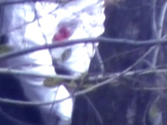 Public voyeur captures a sexy girl peeing in the woods