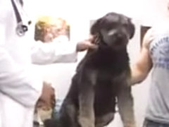 Joven propietario de perro se folla al veterinario en casa