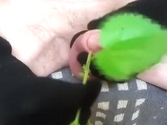 nettle in and on my cock